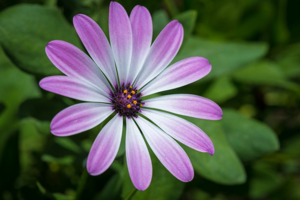 A picture of a beautiful purple flower in march 2017.